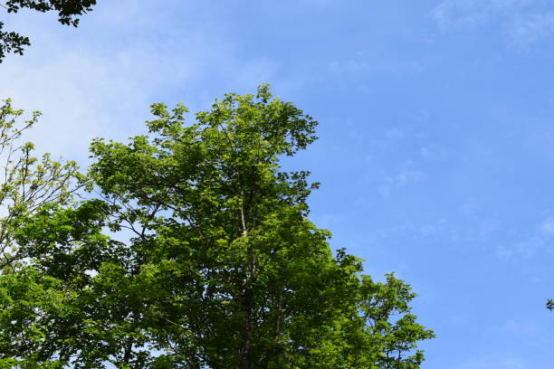 istock green tree in front of blue sky 1401562954