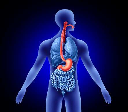 Esophagus And Stomach concept with trachea as a human organ representing swallowing or sore throat and digestive symptoms with 3D illustration elements.
