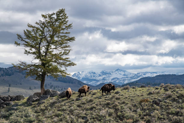 istock Three Bison, magical tree and snow capped mountains in landscape scene in Yellowstone 1401563963