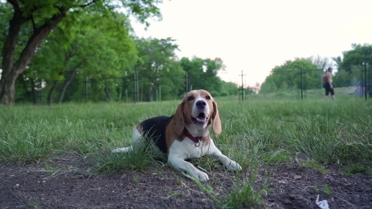 Adorable beagle dog in dog park