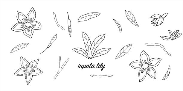 Big set of isolated inpala lily flowers and leaves in doodle style for different types of decoration, postcards, stickers. Big set of isolated inpala lily flowers and leaves in doodle style for different types of decoration, postcards, stickers. Vector illustration. adenium obesum stock illustrations