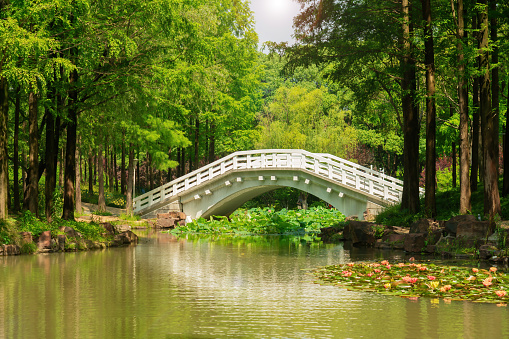 Oasis with bridge in the Botanical garden in Zagreb, Croatia