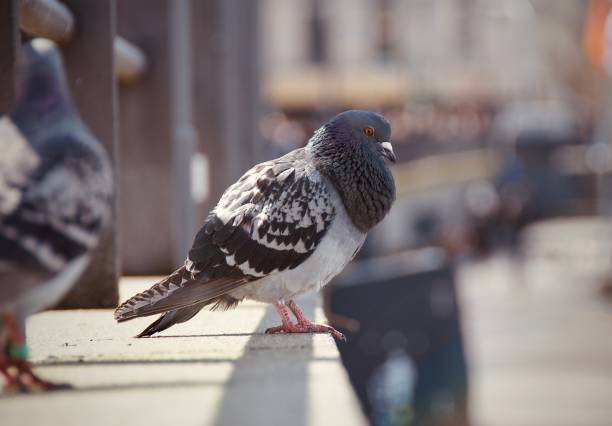 istock Pigeon in the City 1401565894