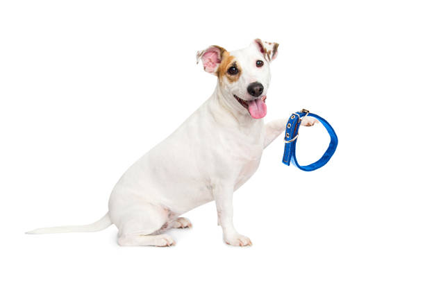 The dog holds a collar in its paw