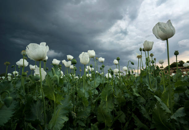 amapolas blancas de opio en el campo - papaver somniferum de adormidera fotografías e imágenes de stock