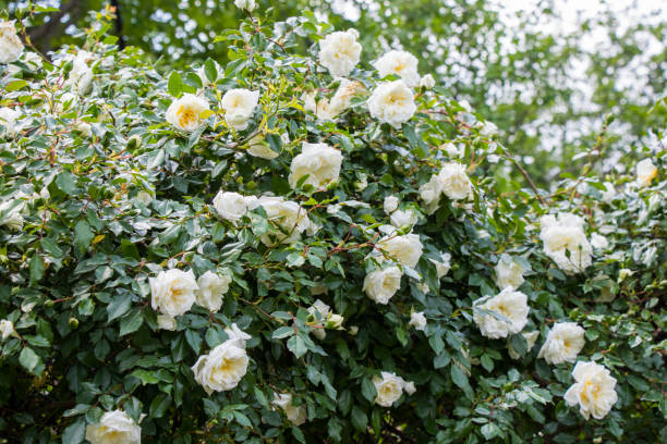 istock Beautiful white roses, tree of white roses 1401567565