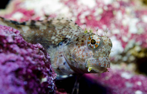 istock Salarias fasciatus 140156837