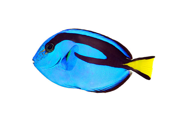 istock Blue tang fish with black markings and a yellow tail 140156857