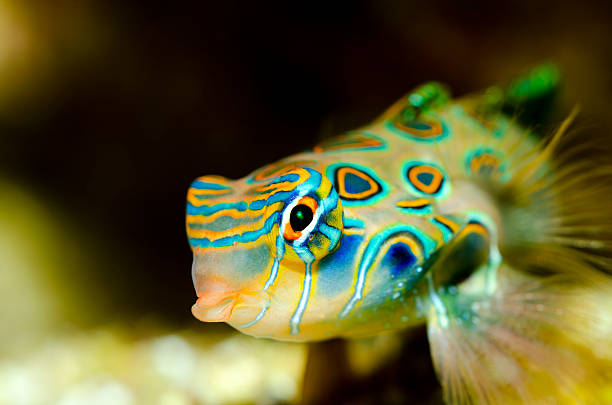 istock Synchiropus picturatus 140156900