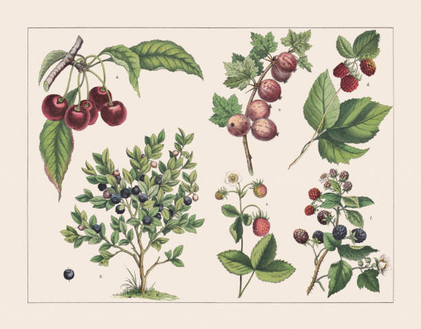 ilustrações de stock, clip art, desenhos animados e ícones de various plants (rosaceae, ericaceae, grossulariaceae):, chromolithograph, published 1891 - raspberry fruit pattern berry fruit