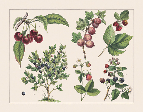 Various plants (Rosaceae, Ericaceae, Grossulariaceae): a) Sweet cherry (Prunus avium); b) European blueberry (Vaccinium myrtillus); c) European gooseberry (Ribes uva-crispa); d) European red raspberry (Rubus idaeus); e) Strawberry (Fragaria × ananassa); f) Blackberry (Rubus sect. Rubus, or Rubus fruticosus). Chromolithograph, published in 1891.