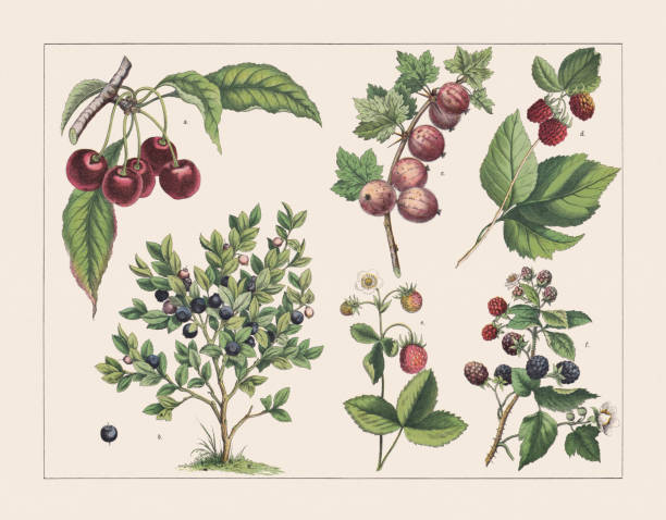 Various plants (Rosaceae, Ericaceae, Grossulariaceae):, chromolithograph, published 1891 Various plants (Rosaceae, Ericaceae, Grossulariaceae): a) Sweet cherry (Prunus avium); b) European blueberry (Vaccinium myrtillus); c) European gooseberry (Ribes uva-crispa); d) European red raspberry (Rubus idaeus); e) Strawberry (Fragaria × ananassa); f) Blackberry (Rubus sect. Rubus, or Rubus fruticosus). Chromolithograph, published in 1891. bilberry fruit stock illustrations