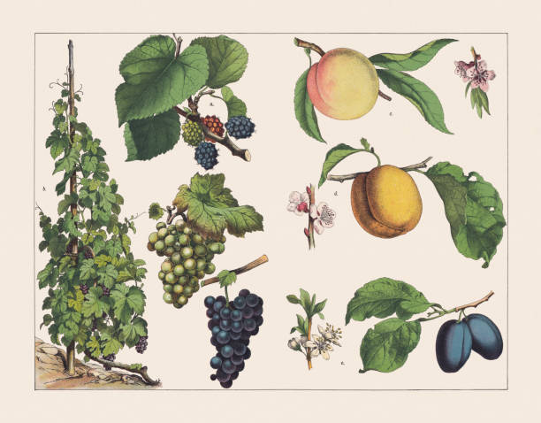 różne rośliny (moraceae, vitaceae, rosaceae, amygdaleae), chromolitograf, opublikowany w 1891 roku - plum stock illustrations