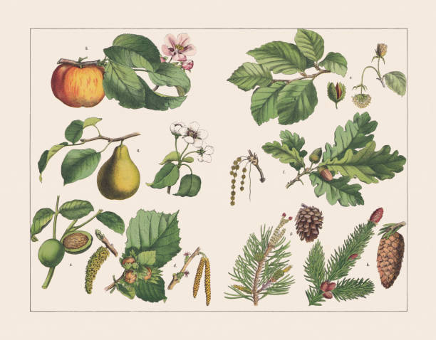 ilustrações de stock, clip art, desenhos animados e ícones de various plants (deciduous and coniferous trees), chromolithograph, published in 1891 - beige background ilustrações