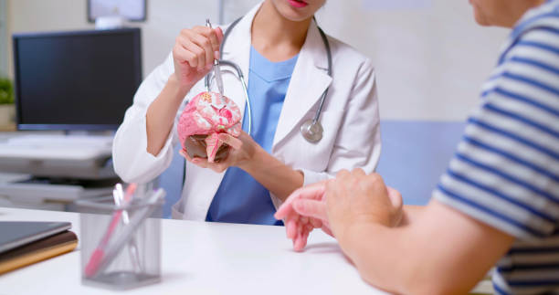 doctor explain brain model closeup of attractive young brunette ponytail female asian doctor wear white coat and stethoscope pen pointing explaining brain model to gray hair old sick man at clinic anatomist photos stock pictures, royalty-free photos & images