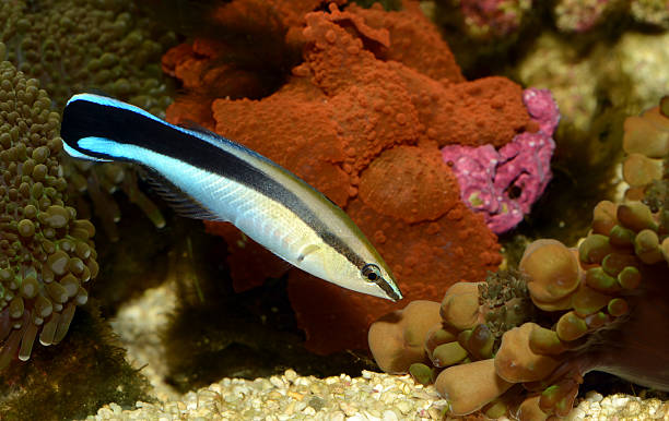 Cleaner Wrasse Labroides dimidiatus(Cleaner Wrasse) labroides dimidiatus stock pictures, royalty-free photos & images