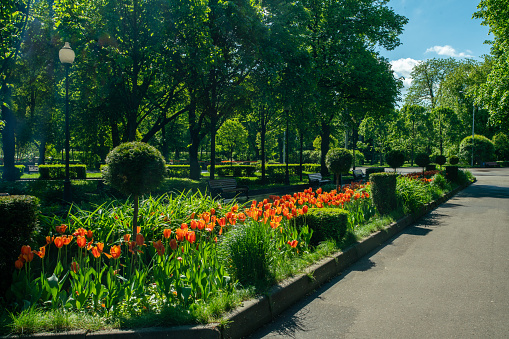 Orange tulips - amazing flowers in Gorky Park and small round-shaped thujas in the alleys