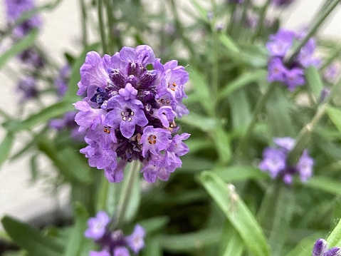 Close of a Lavender in summer