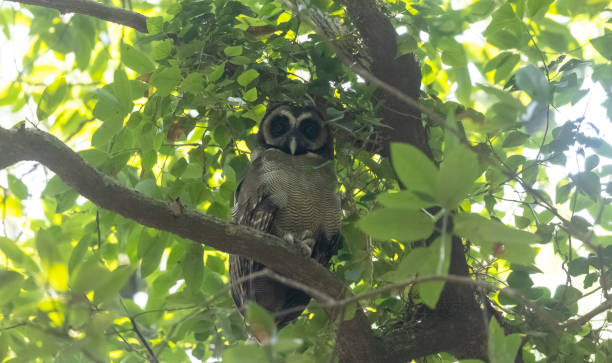 istock Brown wood owl 1401571844