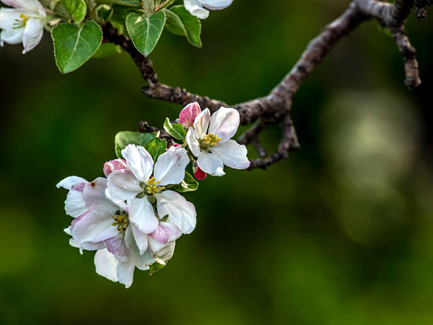 istock apple tree blooming with a delicate pink color 1401572489