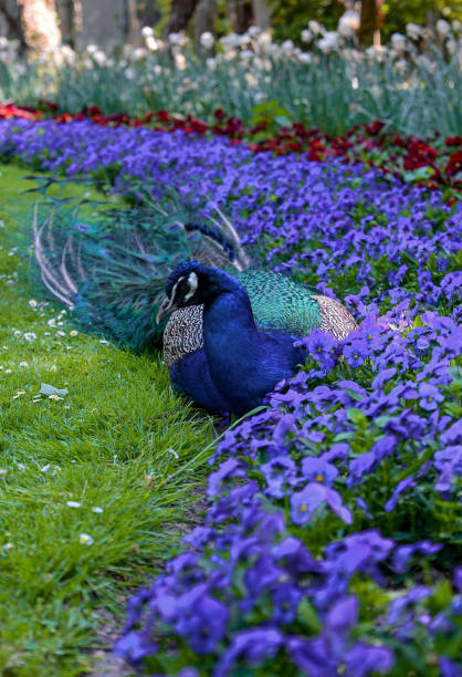 Beautiful peacock in the wild