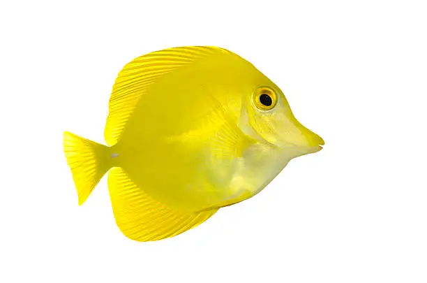 Photo of Yellow fish isolated on white,Yellowtail Surgeonfish