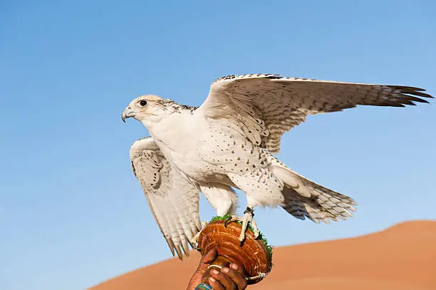 Portrait of a falcon or bird of prey in desert