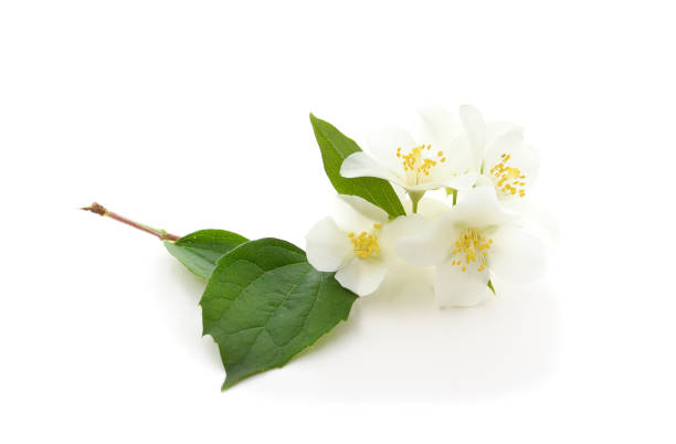 istock White beautiful jasmine with leaves. 1401572856