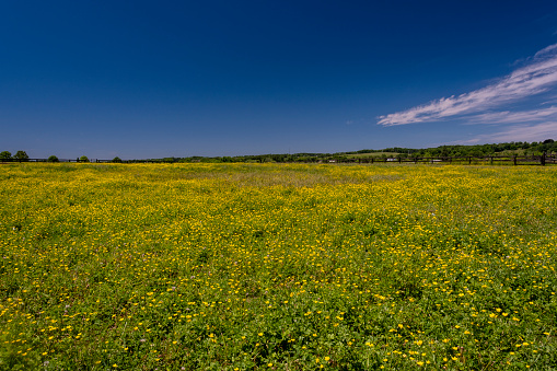 A large field of yellow buttercups during the early part of June in the state of Maryland.