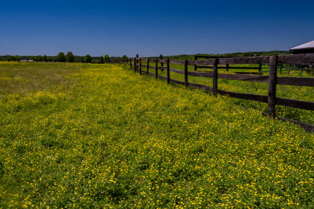 istock Field of Yellow Buttercups in the Spring 1401572876