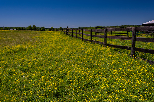 A large field of yellow buttercups, bordered by a wooden fence, during the early part of June in the state of Maryland.