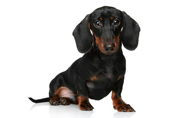 istock Mini dachshund, portrait on a white background 140157343