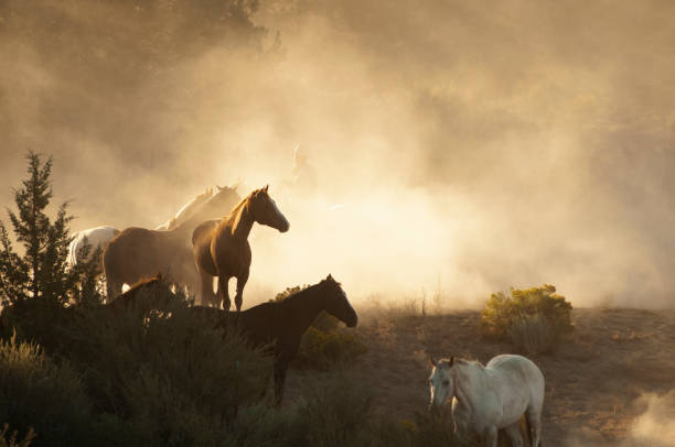istock herd horses by horseback 1401574099