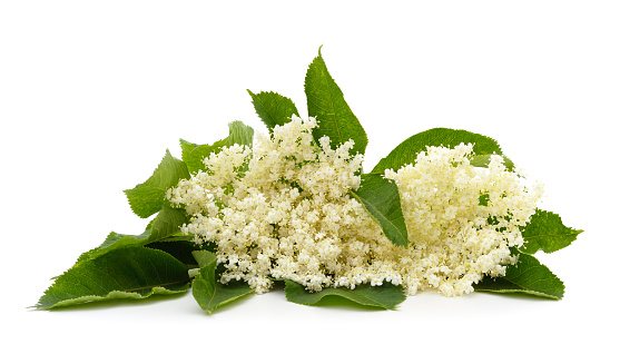 Beautiful white elderflower isolated on a white background.