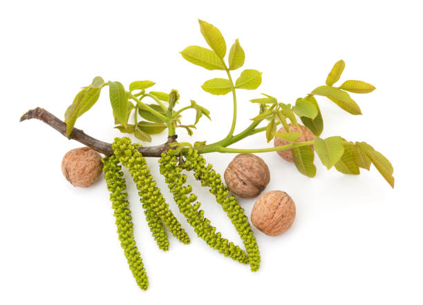 istock Many different walnuts with flowers and leaves. 1401574187