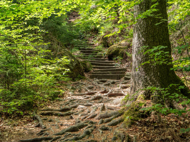 bielatal in svizzera sassone - faggio a sachsenstein, tronco, radice, foresta - beech tree wilderness area forest log foto e immagini stock