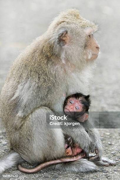 마카크 원숭이 국가 관광명소에 대한 스톡 사진 및 기타 이미지 - 국가 관광명소, 동물, 동물 가족