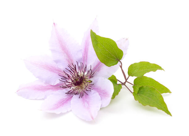 istock Purple clematis with green leaves. 1401574426