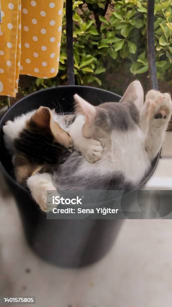 Two Little Stray Kittens Sleeping In A Flower Pot Holding Eachother Infront Of The Window Stock Photo - Download Image Now