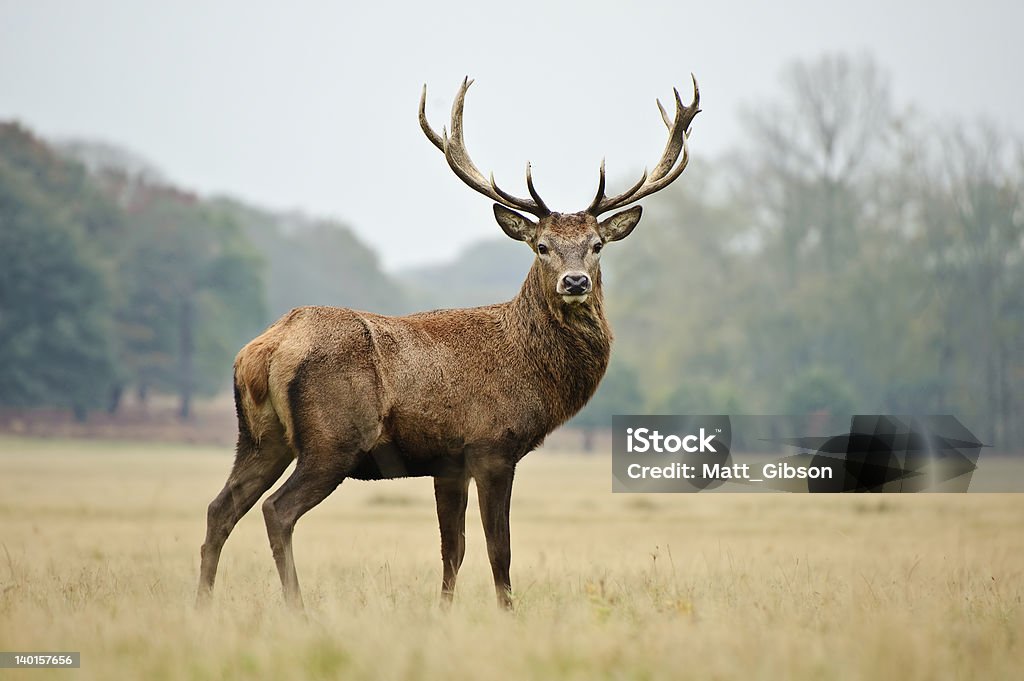 Majestic Red Stag in yellowing autumn meadow Portrait of majestic powerful adult red deer stag in Autumn Fall forest Deer Stock Photo