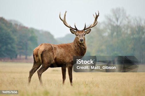 368,301 Deer Stock Photos, Pictures & Royalty-Free Images - iStock