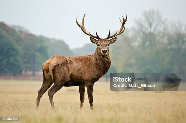 Majestic Red Stag In Yellowing Autumn Meadow Stock Photo - Download Image Now - Deer, Stag, Red Deer - Animal