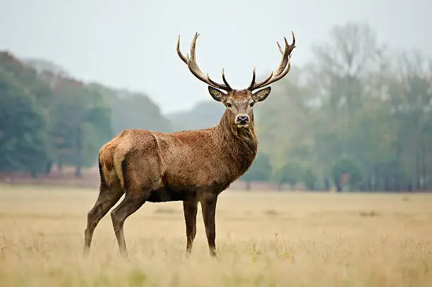 Photo of Majestic Red Stag in yellowing autumn meadow