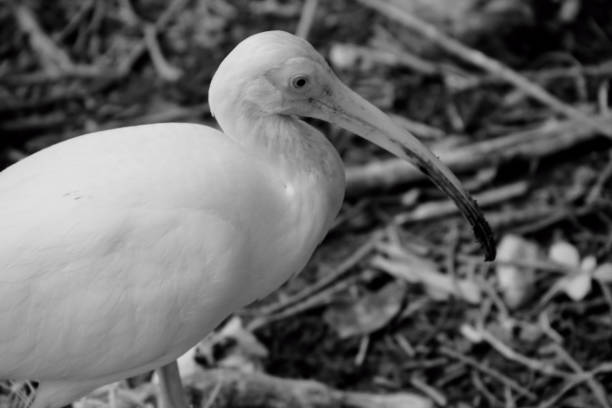 Infrared Black and White Image -White Ibis