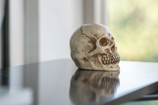 Fake plaster skull on the table