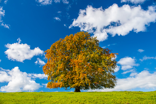 single tree with perfect treetop in meadow