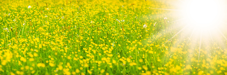 panoramic view to spring flowers in meadow with sunbeams