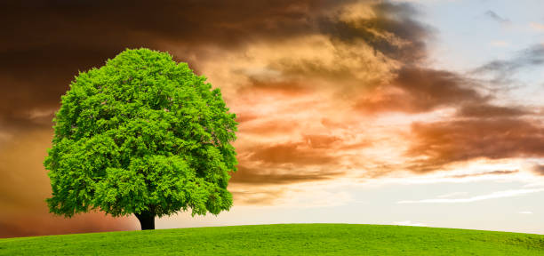 istock single tree with perfect treetop in meadow 1401578358