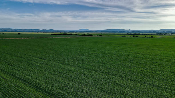 istock Aerial View of Rows in Cornfield at Sunset 1401578366