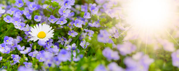 istock panoramic view to spring flowers in meadow with sunbeams 1401578375